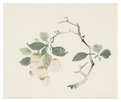 Ti Bamboo Series af School Chinese