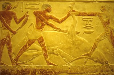 Det gamle Egypten, Vægudskæring/maleri, Mastaba/Tomb of Idout, Saqqara, 2323-2150 f.Kr., Tyr slagtet til offergave (foto) af School Egyptian