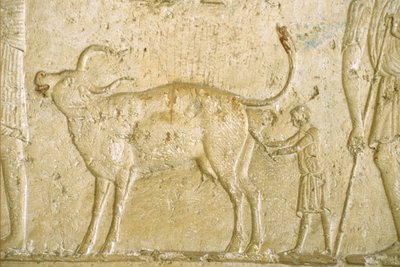 Det gamle Egypten, Vægudskæring/maleri, Petosiris grav, Tuna Gabel, Tuna el Gebel, 300 f.Kr, Hjælpe en ko med at føde (foto) af School Egyptian