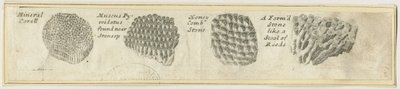 Dovedale - Mineral Coral: kobberstik, nd [?19. århundrede] (tryk) af School English