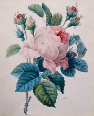 En rose (blyant og akvarel) af School French