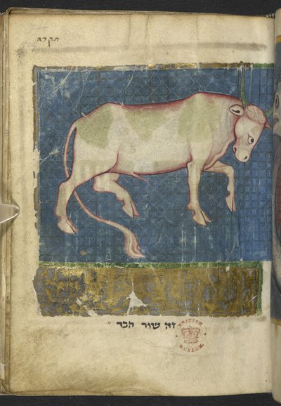 Tilføj MS 11639 f.519t En tyr, fra en Miscellany af bibelske og andre tekster (