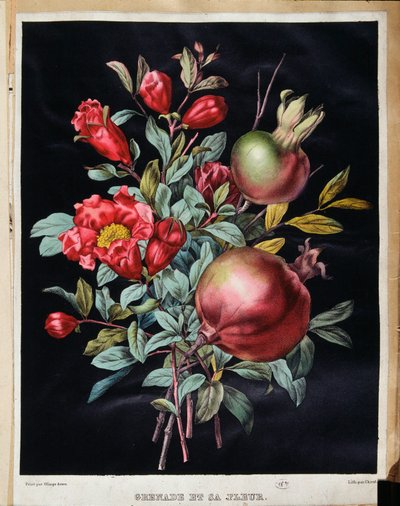 Granatæble og dens blomst - botanisk bord af School French
