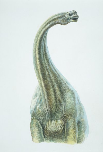 Brontosaurus, Jurassic periode (farve litho) af School Italian