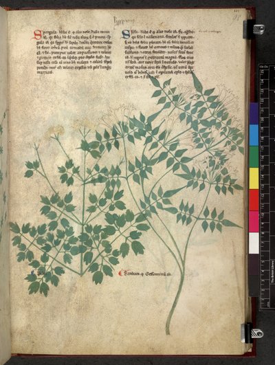 Egerton 747 Spargula and Self, Tractatus de herbis (urte) c.1280-1310 (blæk & farve på vellum) af School Italian