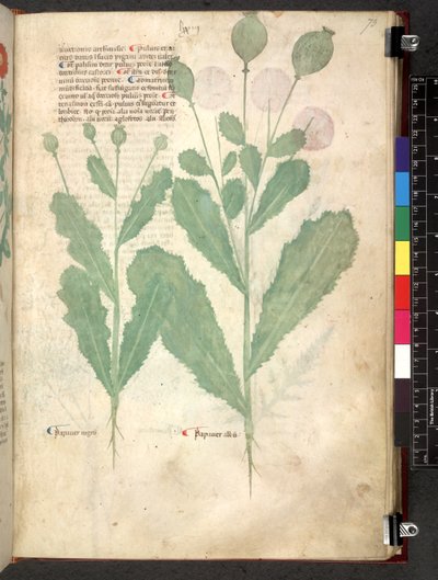 Egerton 747 Tractatus de herbis (urte) c.1280-1310 (blæk & farve på vellum) af School Italian