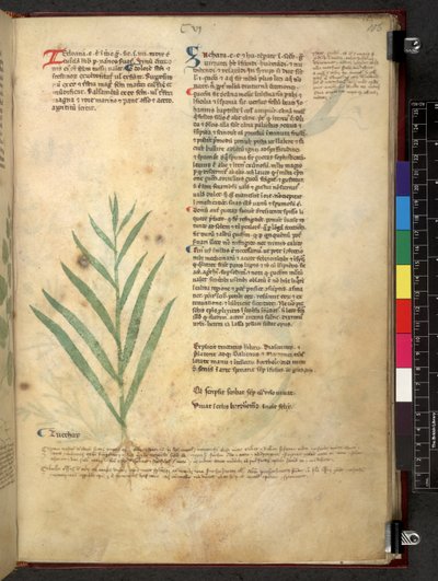 Egerton 747 Tractatus de herbis (urte) c.1280-1310 (blæk & farve på vellum) af School Italian