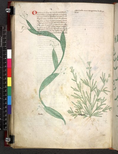 Egerton 747 Tractatus de herbis (urte) c.1280-1310 (blæk & farve på vellum) af School Italian