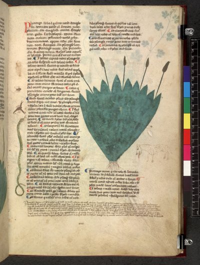 Egerton 747 Tractatus de herbis (urte) c.1280-1310 (blæk & farve på vellum) af School Italian