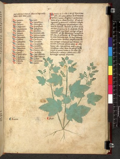 Egerton 747 Tractatus de herbis (urte) c.1280-1310 (blæk & farve på vellum) af School Italian