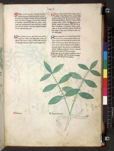 Egerton 747 Tractatus de herbis (urte) c.1280-1310 (blæk & farve på vellum) af School Italian