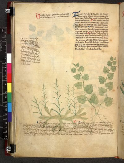 Egerton 747 Tractatus de herbis (urte) c.1280-1310 (blæk & farve på vellum) af School Italian