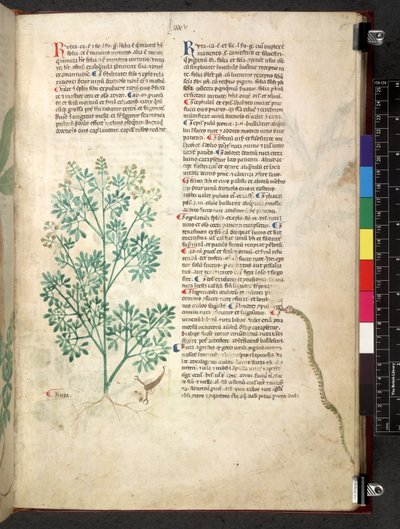Egerton 747 Tractatus de herbis (urte) c.1280-1310 (blæk & farve på vellum) af School Italian
