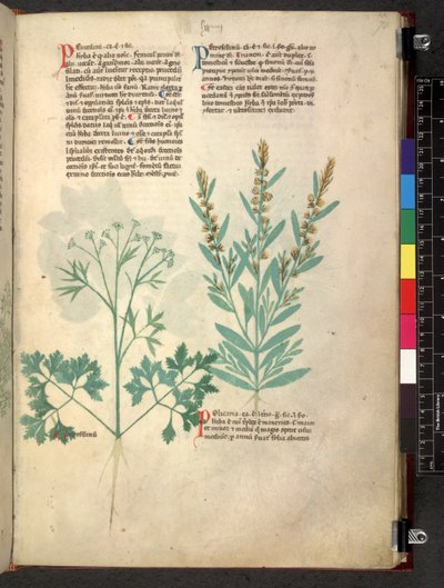 Egerton 747 Tractatus de herbis (urte) c.1280-1310 (blæk & farve på vellum) af School Italian