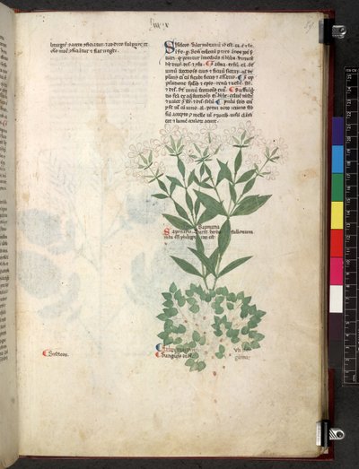 Egerton 747 Tractatus de herbis (urte) c.1280-1310 (blæk & farve på vellum) af School Italian