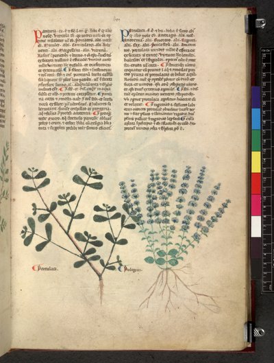 Egerton 747 Tractatus de herbis (urte) c.1280-1310 (blæk & farve på vellum) af School Italian