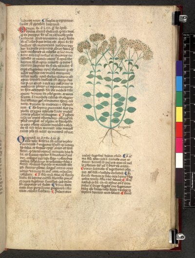 Egerton 747 Tractatus de herbis (urte) c.1280-1310 (blæk & farve på vellum) af School Italian