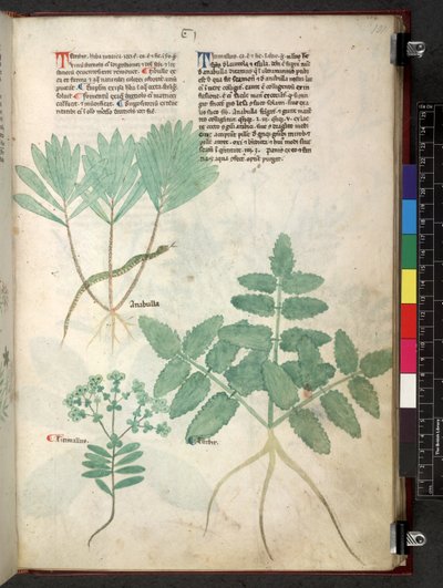 Egerton 747 Tractatus de herbis (urte) c.1280-1310 (blæk & farve på vellum) af School Italian
