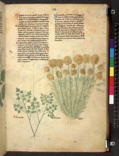 Egerton 747 Tractatus de herbis (urte) c.1280-1310 (blæk & farve på vellum) af School Italian