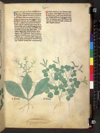 Egerton 747 Tractatus de herbis (urte) c.1280-1310 (blæk & farve på vellum) af School Italian