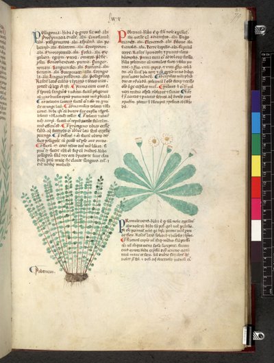 Egerton 747 Tractatus de herbis (urte) c.1280-1310 (blæk & farve på vellum) af School Italian