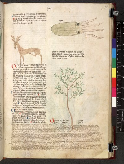 Egerton 747 Tractatus de herbis (urte) c.1280-1310 (blæk & farve på vellum) af School Italian