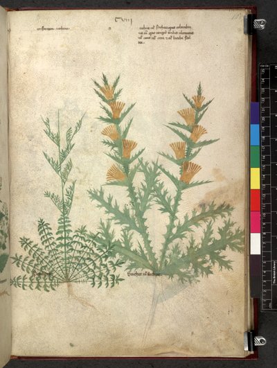 Egerton 747 Tractatus de herbis (urte) c.1280-1310 (blæk & farve på vellum) af School Italian