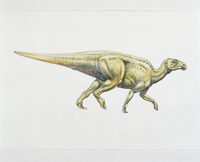 Hadrosaurid eller andnæbbet dinosaur (farve litho) af School Italian