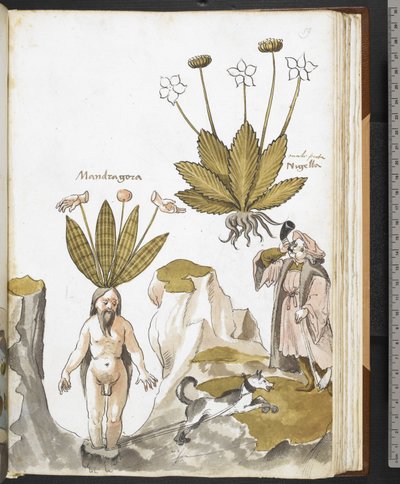 Harley MS 3736 f.59r En mandrake, der trækkes ud af en hund, fra 