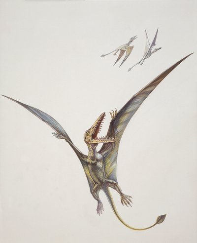 Rhamphorhynchoid, Jurassic periode (farve litho) af School Italian