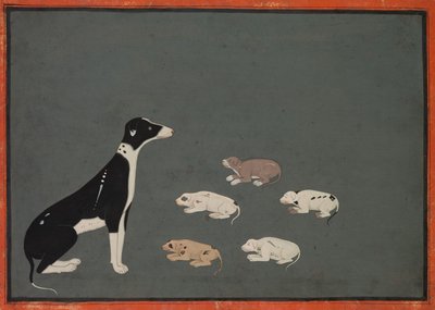 Hund med hvalpe, ca. 1780 (blæk og dækkende akvarel på papir) af School Mughal