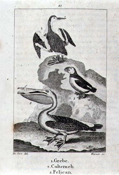 Grebe, Culterneb og Pelican fra A History of the Earth and Animated Nature, London 1816 (kobberpladegravering) af School Spanish
