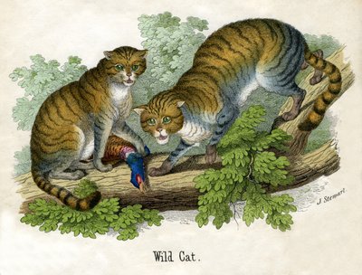 Antik tryk af to Bobcats af Scottish School