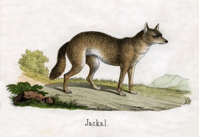 Antik tryk af en sjakal af Scottish School