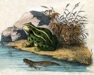 Antik tryk af en poolfrø og haletuds af Scottish School