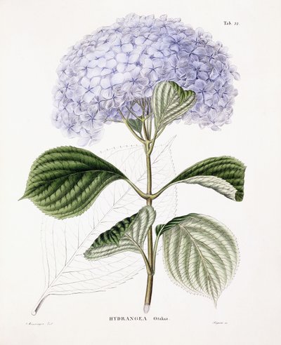Hortensia Ottaksa, ca. 1835-70 af Sebastian Minsinger