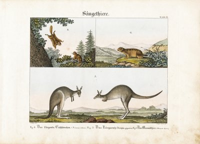 Eksotiske pattedyr: Flyvende egern, kænguru og murmeldyr af Senior Meyer