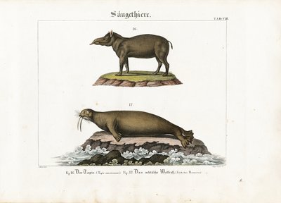 Tapir og arktisk hvalros af Senior Meyer