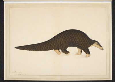 Tilføj sneen. Eller. 4667, Pangolin eller skællende myresluger af Shaikh Zain ud Din (fl.1777 83)