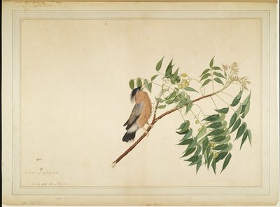 Brahminy Starling på Neem Tree Branch, folio fra en serie bestilt af Lady Impey, 1780 af Shaikh Zain ud Din
