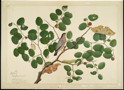 Brahminy Starling with Two Antheraea Moths, Caterpillar and Cocoon on Indian Jujube Tree, folio fra en serie bestilt af Lady Impey, 1777 af Shaikh Zain ud Din