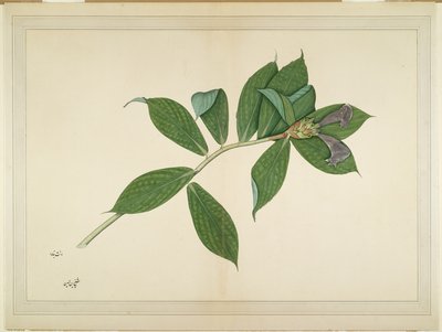 Crepe Ginger Plant, folio fra en serie bestilt af Lady Impey, ca. 1780 af Shaikh Zain ud Din