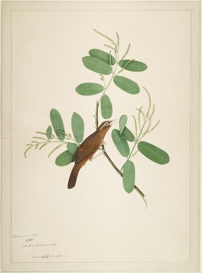 Hwamei på Terminalia Branch, folio fra en serie bestilt af Lady Impey, 1780 af Shaikh Zain ud Din