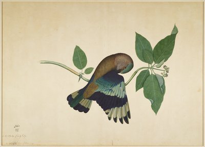 Indian Roller on Sandelwood Branch, folio fra en serie bestilt af Lady Impey, 1779 af Shaikh Zain ud Din