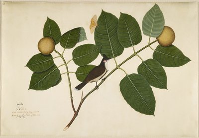 Rød whiskered Bulbul og Aganais Ficus Moth på Kadamba Branch, folio fra en serie bestilt af Lady Impey, 1777 af Shaikh Zain ud Din
