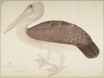 Spotbilled Pelican, folio fra en serie bestilt af Lady Impey, ca. 1780-82 af Shaikh Zain ud Din