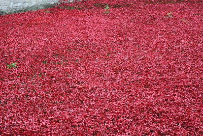 Blood Swept Lands and Seas of Red, Tower of London, 2014. af Sheldon Marshall