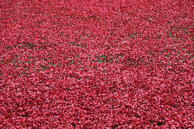 Blood Swept Lands and Seas of Red, Tower of London, 2014. af Sheldon Marshall