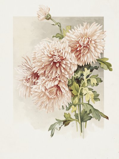 Krysantemum af Sidney Thomas Callowhill