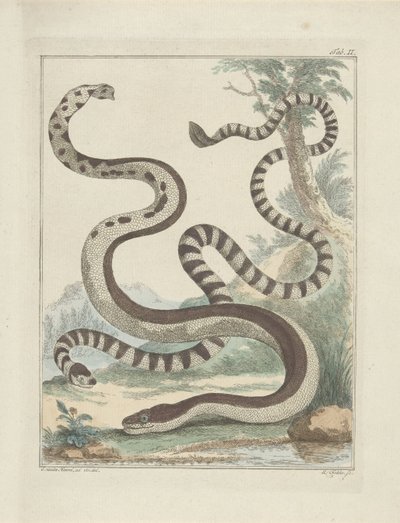 fladhale slanger af Simon Fokke